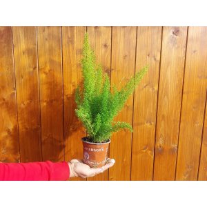 Asparágus (Asparagus densiflorus) 'MEYERI'- výška 25-30 cm, kont.C1L